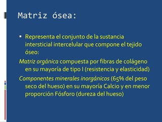 Matriz ósea: Representa el conjunto de la sustancia intersticial intercelular que compone el tejido óseo: Matriz orgánica  compuesta por fibras de colágeno en su mayoría de tipo I (resistencia y elasticidad) Componentes minerales inorgánicos  (65% del peso seco del hueso) en su mayoría Calcio y en menor proporción Fósforo (dureza del hueso) 