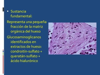 Sustancia fundamental: Representa una pequeña fracción de la matriz orgánica del hueso  Glucosaminoglicanos identificados en extractos de hueso: condroitín-sulfato + queratán-sulfato + ácido hialurónico  