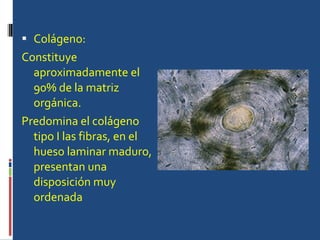 Colágeno: Constituye aproximadamente el 90% de la matriz orgánica.  Predomina el colágeno tipo I las fibras, en el hueso laminar maduro, presentan una disposición muy ordenada  