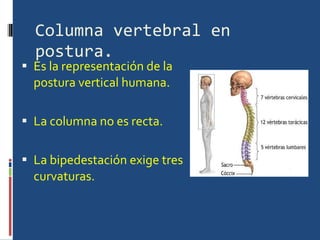 Columna vertebral en postura. Es la representación de la postura vertical humana. La columna no es recta. La bipedestación exige tres curvaturas. 