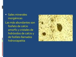 Sales minerales inorgánicas: Las más abundantes son fosfato de calcio amorfo y cristales de hidróxidos de calcio y de fosfato llamados hidroxiapatita  