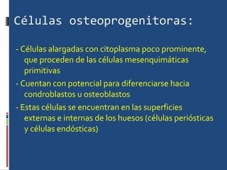 Células osteoprogenitoras: -  Células alargadas con citoplasma poco prominente, que proceden de las células mesenquimáticas primitivas  - Cuentan con potencial para diferenciarse hacia condroblastos u osteoblastos - Estas células se encuentran en las superficies externas e internas de los huesos (células periósticas y células endósticas)  