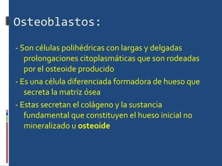 Osteoblastos: - Son células polihédricas con largas y delgadas prolongaciones citoplasmáticas que son rodeadas por el osteoide producido - Es una célula diferenciada formadora de hueso que secreta la matriz ósea  - Estas secretan el colágeno y la sustancia fundamental que constituyen el hueso inicial no mineralizado u  osteoide   