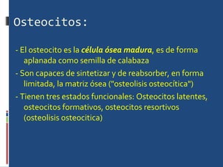 Osteocitos: - El osteocito es la  célula ósea madura , es de forma aplanada como semilla de calabaza  - Son capaces de sintetizar y de reabsorber, en forma limitada, la matriz ósea ("osteolisis osteocítica")  - Tienen tres estados funcionales: Osteocitos latentes, osteocitos formativos, osteocitos resortivos (osteolisis osteocitica) 