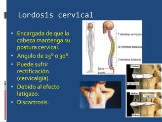 Lordosis cervical Encargada de que la cabeza mantenga su postura cervical. Angulo de 25° o 30°. Puede sufrir rectificación.(cervicalgía). Debido al efecto latigazo. Discartrosis. 