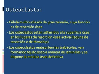 Osteoclasto: - Célula multinucleada de gran tamaño, cuya función es de resorción ósea  - Los osteclastos están adheridos a la superficie ósea en los lugares de resorcion ósea activa (laguna de resorción o de Howship) - Los osteoclastos reabsorben las trabéculas, van formando tejido óseo a manera de laminillas y se dispone la médula ósea definitiva 