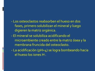 - Los osteoclastos reabsorben el hueso en dos fases, primero solubilizan el mineral y luego digieren la matriz orgánica.  - El mineral se solubiliza acidificando el microambiente creado entre la matriz ósea y la membrana fruncida del osteoclasto.  - La acidificación (pH=4) se logra bombeando hacia el hueso los iones H + .  