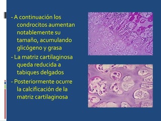- A continuación los condrocitos aumentan notablemente su tamaño, acumulando glicógeno y grasa  - La matriz cartilaginosa queda reducida a tabiques delgados  - Posteriormente ocurre la calcificación de la matriz cartilaginosa  