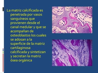 La matriz calcificada es penetrada por vasos sanguíneos que provienen desde el canal medular y que se acompañan de osteoblastos los cuales se adosan a la superficie de la matriz cartilaginosa calcificada y sintetizan y secretan la matriz ósea orgánica  