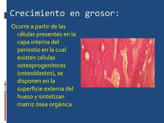 Crecimiento en grosor: Ocurre a partir de las células presentes en la capa interna del periostio en la cual existen células osteoprogenitoras (osteoblastos), se disponen en la superficie externa del hueso y sintetizan matriz ósea orgánica  