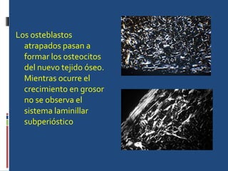Los osteblastos atrapados pasan a formar los osteocitos del nuevo tejido óseo. Mientras ocurre el crecimiento en grosor no se observa el sistema laminillar subperióstico  