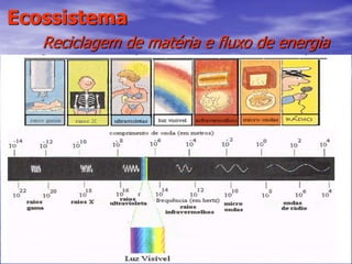 18
Ecossistema
Reciclagem de matéria e fluxo de energia
 