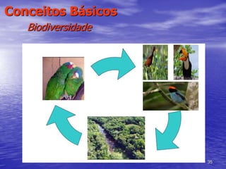 35
Conceitos Básicos
Biodiversidade
 