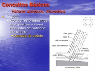 38
Conceitos Básicos
Fatores abióticos: Atmosfera
• Funções:
• Proteger os organismos
da exposição a níveis
arriscados de radiação
ultravioleta
•Camada de ozônio
 