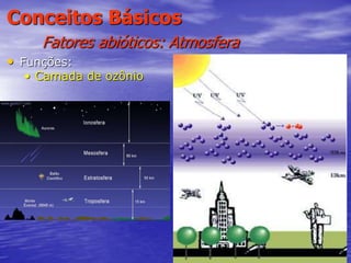 39
Conceitos Básicos
Fatores abióticos: Atmosfera
• Funções:
• Camada de ozônio
 