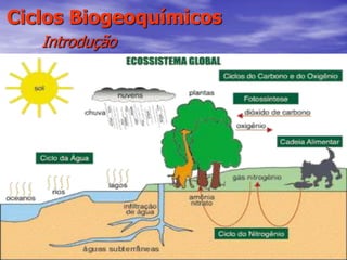 52
Ciclos Biogeoquímicos
Introdução
 