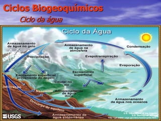55
Ciclos Biogeoquímicos
Ciclo da água
 
