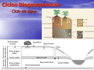 57
Ciclos Biogeoquímicos
Ciclo da água
 