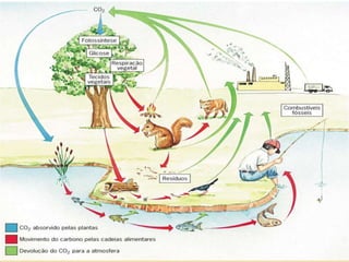 61
Ciclos Biogeoquímicos
Ciclo do carbono
 