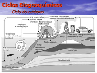 62
Ciclos Biogeoquímicos
Ciclo do carbono
 