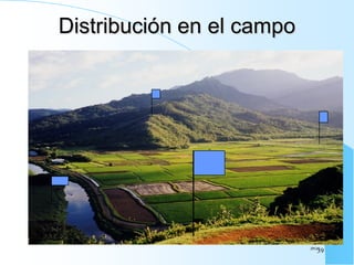 Distribución en el campo
JPGG
39
 