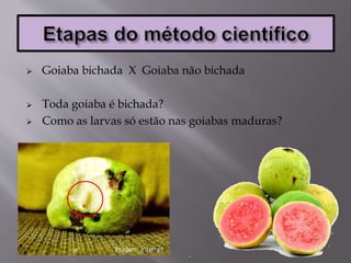  Goiaba bichada X Goiaba não bichada
 Toda goiaba é bichada?
 Como as larvas só estão nas goiabas maduras?
 
