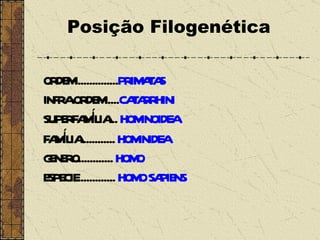 Posição Filogenética ORDEM............... PRIMATAS INFRA-ORDEM..... CATARRHINI SUPERFAMÍLIA...  HOMINOIDEA FAMÍLIA............  HOMINIDEA  GENERO............  HOMO ESPECIE.............  HOMO SAPIENS 