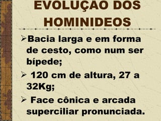 EVOLUÇÃO DOS HOMINIDEOS Bacia larga e em forma de cesto, como num ser bípede; 120 cm de altura, 27 a 32Kg; Face cônica e arcada superciliar pronunciada. 