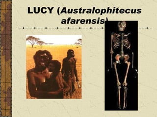 LUCY ( Australophitecus afarensis) 
