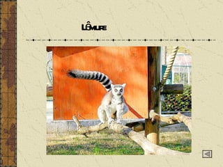 Lêmure 