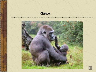 Gorila 