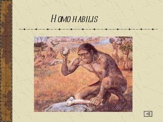 Homo habilis 