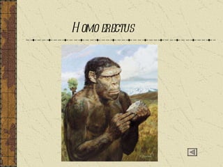 Homo erectus 