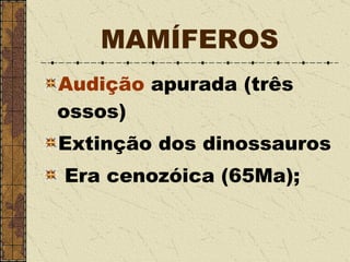 MAMÍFEROS Audição  apurada (três ossos)  Extinção dos dinossauros Era cenozóica (65Ma); 