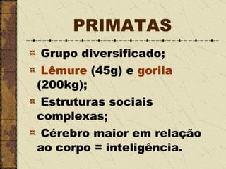 PRIMATAS Grupo diversificado; Lêmure  (45g) e  gorila  (200kg); Estruturas sociais complexas; Cérebro maior em relação ao corpo = inteligência. 