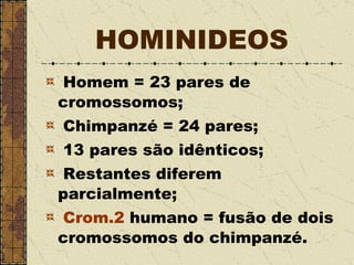 HOMINIDEOS Homem = 23 pares de cromossomos; Chimpanzé = 24 pares; 13 pares são idênticos; Restantes diferem parcialmente; Crom.2   humano = fusão de dois cromossomos do chimpanzé.  