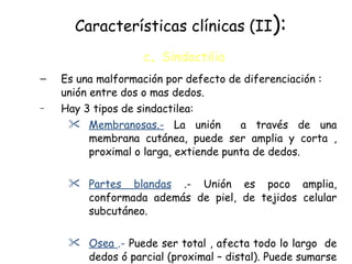 Características clínicas (II ):   c .  Sindactilia Es una malformación por defecto de diferenciación : unión entre dos o mas dedos. Hay 3 tipos de sindactilea: Membranosas.-  La unión  a través de una membrana cutánea, puede ser amplia y corta , proximal o larga, extiende punta de dedos. Partes blandas  .- Unión es poco amplia, conformada además de piel, de tejidos celular subcutáneo. Osea  .-  Puede ser total , afecta todo lo largo  de dedos ó parcial (proximal – distal). Puede sumarse la unión partes blandas. 