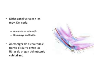 Dicho canal varia con los mov. Del codo: Aumenta  en extensión. Disminuye  en flexión. Al emerger de dicha zona el nervio discurre entre las fibras de origen del  músculo cubital ant. 