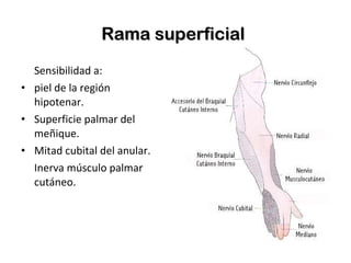 Rama superficial   Sensibilidad a: piel de la región hipotenar. Superficie palmar del meñique. Mitad cubital del anular. Inerva músculo palmar cutáneo. 