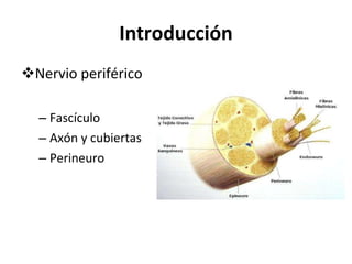 Introducción Nervio periférico Fascículo Axón y cubiertas Perineuro 