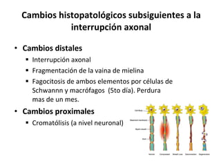 Cambios histopatológicos subsiguientes a la interrupción axonal Cambios distales Interrupción axonal Fragmentación de la vaina de mielina Fagocitosis de ambos elementos por células de Schwannn y macrófagos  (5to día). Perdura mas de un mes. Cambios proximales Cromatólisis (a nivel neuronal) 
