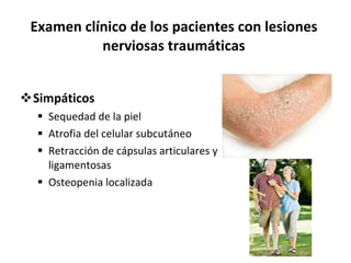 Examen clínico de los pacientes con lesiones nerviosas traumáticas Simpáticos Sequedad de la piel Atrofia del celular subcutáneo Retracción de cápsulas articulares y ligamentosas Osteopenia localizada 