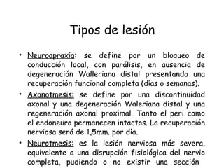 Tipos de lesión Neuroapraxia : se define por un bloqueo de conducción local, con parálisis, en ausencia de degeneración Walleriana distal presentando una recuperación funcional completa (días o semanas).  Axonotmesis:  se define por una discontinuidad axonal y una degeneración Waleriana distal y una regeneración axonal proximal. Tanto el peri como el endoneuro permanecen intactos. La recuperación nerviosa será de 1,5mm. por día.  Neurotmesis:  es la lesión nerviosa más severa, equivalente a una disrupción fisiológica del nervio completa, pudiendo o no existir una sección  nerviosa. 