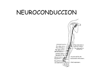 NEUROCONDUCCION 