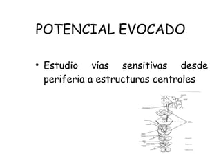POTENCIAL EVOCADO Estudio vías sensitivas desde periferia a estructuras centrales 