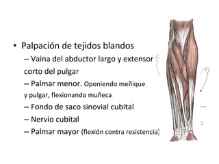 Palpación de tejidos blandos Vaina del abductor largo y extensor corto del pulgar Palmar menor.  Oponiendo meñique  y pulgar, flexionando muñeca Fondo de saco sinovial cubital Nervio cubital  Palmar mayor  (flexión contra resistencia) 