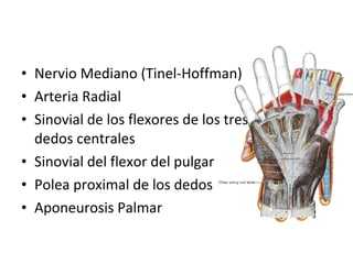 Nervio Mediano (Tinel-Hoffman) Arteria Radial Sinovial de los flexores de los tres dedos centrales Sinovial del flexor del pulgar Polea proximal de los dedos Aponeurosis Palmar 
