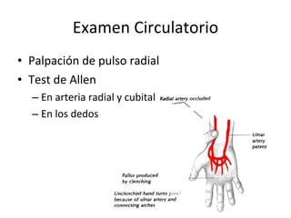 Examen Circulatorio Palpación de pulso radial Test de Allen En arteria radial y cubital En los dedos 