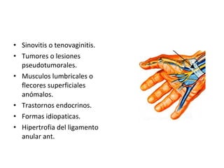 Sinovitis o tenovaginitis. Tumores o lesiones pseudotumorales. Musculos lumbricales o flecores superficiales anómalos. Trastornos endocrinos. Formas idiopaticas. Hipertrofia del ligamento anular ant. 