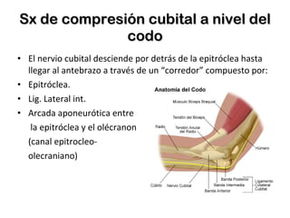 Sx de compresión cubital a nivel del codo El nervio cubital desciende por detrás de la epitróclea hasta llegar al antebrazo a través de un “corredor” compuesto por: Epitróclea. Lig. Lateral int. Arcada aponeurótica entre   la epitróclea y el olécranon (canal epitrocleo- olecraniano) 